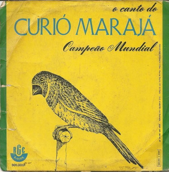 O Canto do Curió Marajá (CPT)